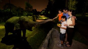 一家人与夜间动物园内的小象互动 