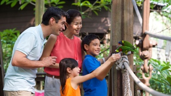 一家人在裕廊飞禽公园 (Jurong Bird park) 喂鸟 