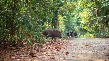 新加坡乌敏岛上的野猪