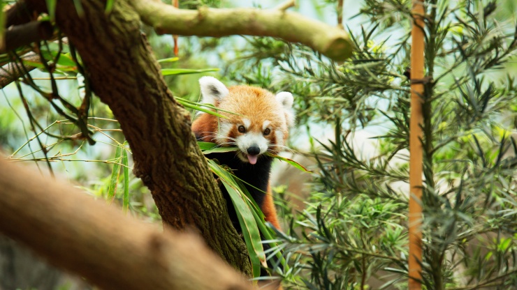 一只小熊猫躲在树枝后面偷看