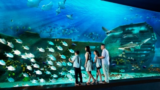 一家人在 S.E.A. 海洋馆™ 中观赏海洋生物 