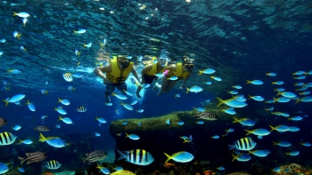 一家人在水上探险乐园和鱼儿一起浮潜