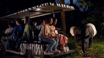 新加坡夜间动物园中，游客乘坐导览电车观赏马来貘