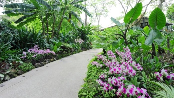 新加坡植物园的一条步道