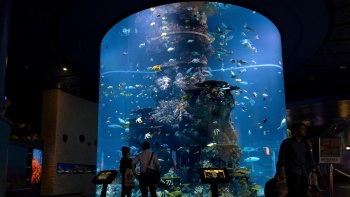 S.E.A. 海洋馆™内水族馆的广角镜头