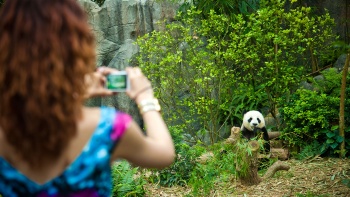 游客在河川生态园场馆给大熊猫拍照 