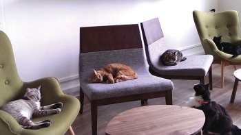 猫咪懒洋洋地躺在 Neko No Niwa 咖啡馆的椅子上。