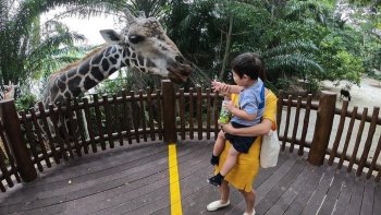 男孩在新加坡动物园内喂食长颈鹿的广角镜头