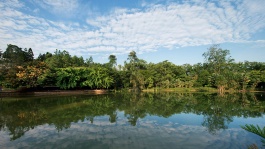 新加坡植物园 (Singapore Botanic Gardens) 的天鹅湖。
