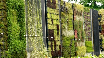 园艺园林中拥有不同绿色植物的一面墙。