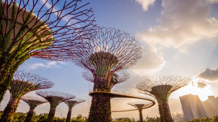 新加坡滨海湾花园内壮丽美观的擎天大树