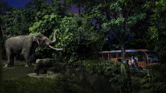 一家四口与夜间野生动物园内的小象互动