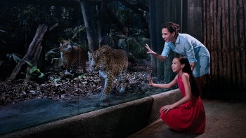 一家人在新加坡夜间动物园观看老虎饲养区
