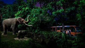 踏上新加坡夜间野生动物园的导览车之旅，与大象亲密接触。