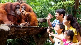 一家四口与新加坡动物园内的猩猩打招呼