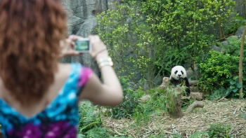 女游客正在为新加坡河川生态园熊猫生活区内的一只熊猫拍照 