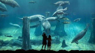 两名女游客正在新加坡河川生态园的亚马逊水下森林区中观赏海洋生物