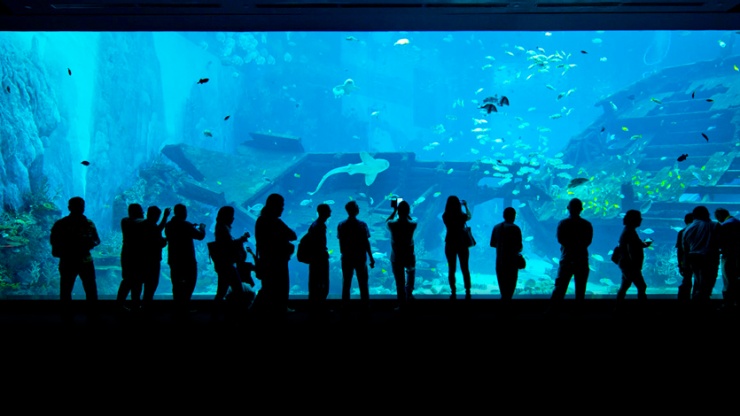 一家人在 S.E.A. 海洋馆™ 中观赏海洋生物