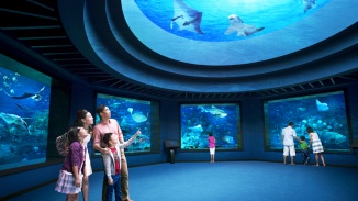 一家人在 S.E.A. 海洋馆™ 中观赏海洋生物