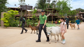 女孩在 Buddy Barn 与兔子互动——新加坡动物园儿童乐园体验的一部分