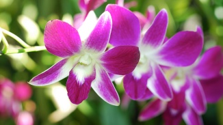 Closeup of orchids