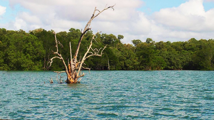 仄爪哇水域内一棵树的广角镜头