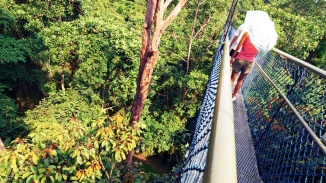 从树梢吊桥 (TreeTop Walk) 的悬浮吊桥上看到的景色