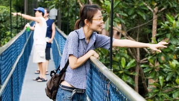 漫步于新加坡麦里芝高耸如云的树梢吊桥 (Treetop Walk)，满目绿意令人心旷神怡。