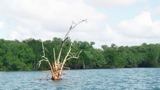 乌敏岛水域中一棵树的广角镜头。图片来自 Walter Lim via Foter.com 