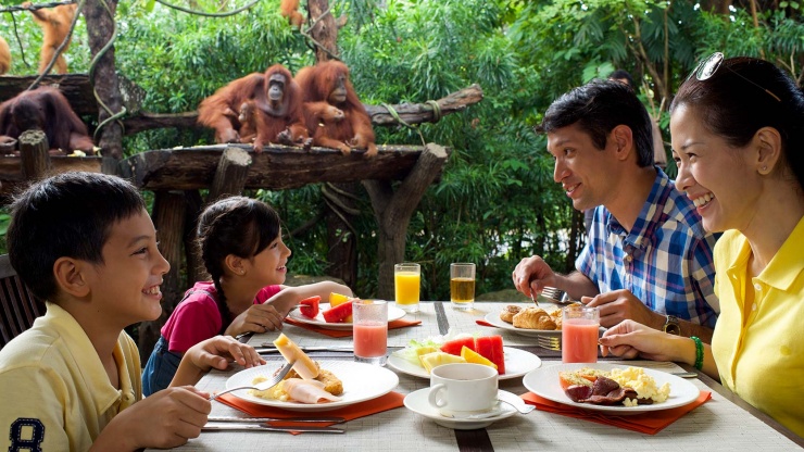 一家人到新加坡动物园和猩猩一起用餐