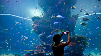 一位游客在 S.E.A. 海洋馆的大型水族箱前拍照