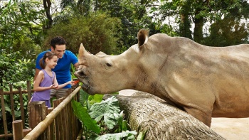 小孩在新加坡动物园亲手喂食犀牛