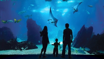 S.E.A. 海洋馆™ 的深海奥秘生态区 (Open Ocean habitat) 拥有全球最大的观景窗，宽 36 米，高 8.3 米。