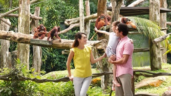 一家人在新加坡动物园红毛猩猩自由放养栖息地观赏动物