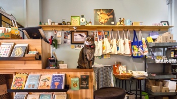 苏格拉底猫 (Cat Socrates) 书店的内饰以及店里的猫